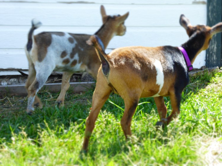 two young nigerian dwarfs doe goats walking away 