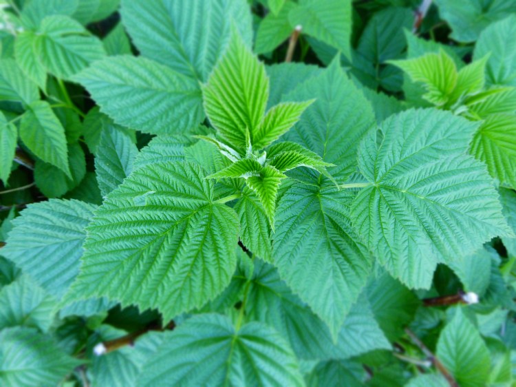 raspberry plants, close view of the leaves in portrait mode
