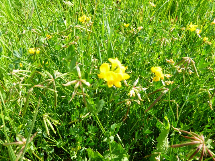 birdsfoot trefoil plants