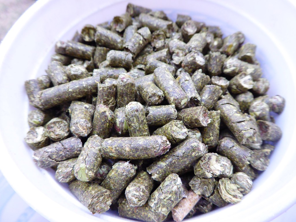 timothy grass pellet feed, close up view of kernels