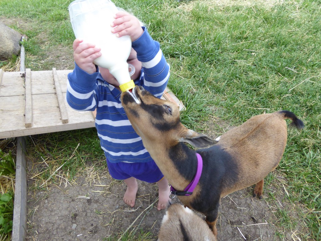 young boy child bottle feeding baby goat 