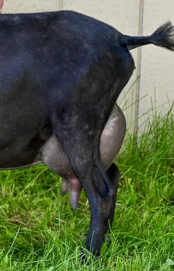 Daughter of Guinevere (Lavendar) photo courtesy of Round Mountain Creamery