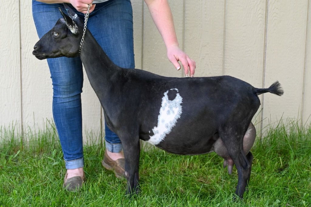 Daughter of Guinevere (Lavendar) photo courtesy of Round Mountain Creamery
