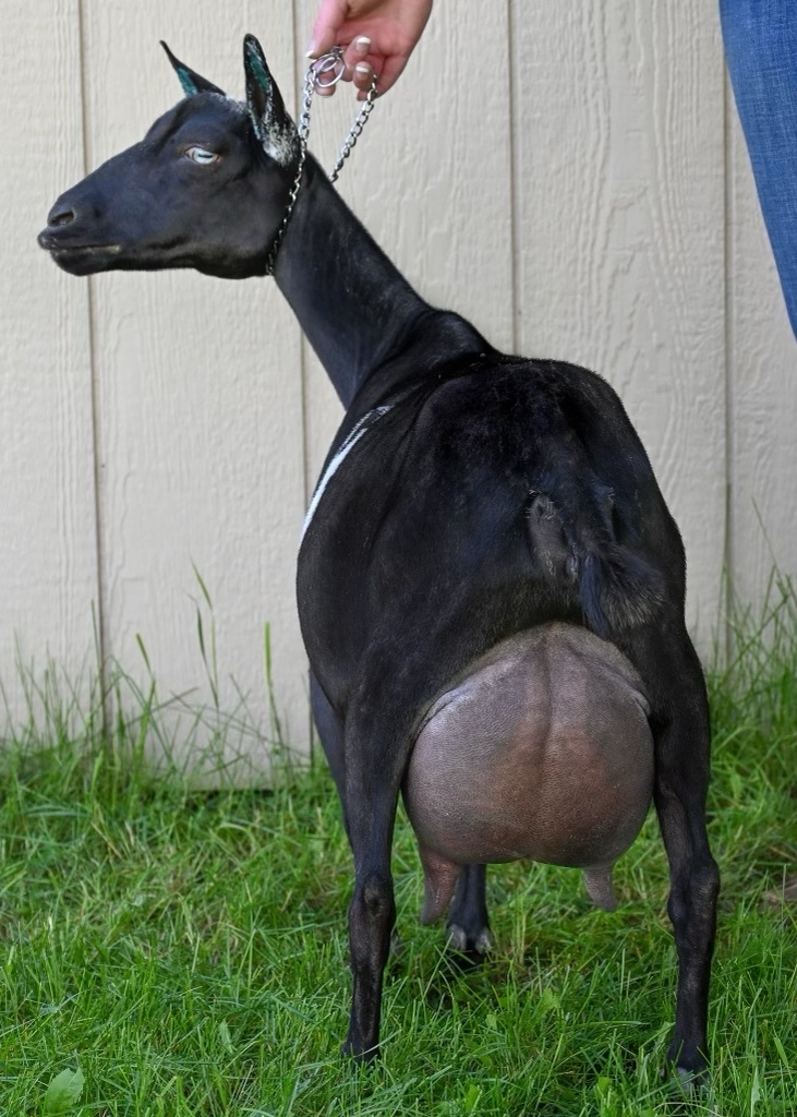 Daughter of Guinevere (Lavendar) photo courtesy of Round Mountain Creamery