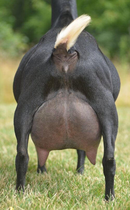  Old Mountain Farm Mila Quinn 