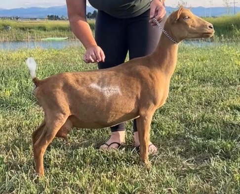 Walsh’s Kids VV Guinevere 