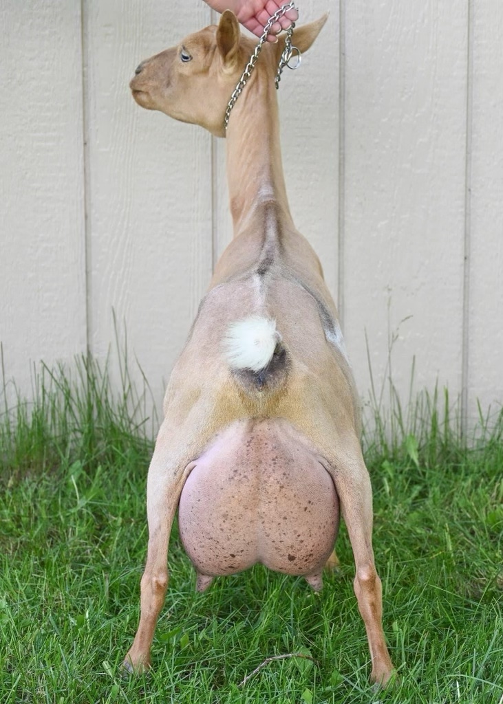 Walsh’s Kids VV Guinevere 