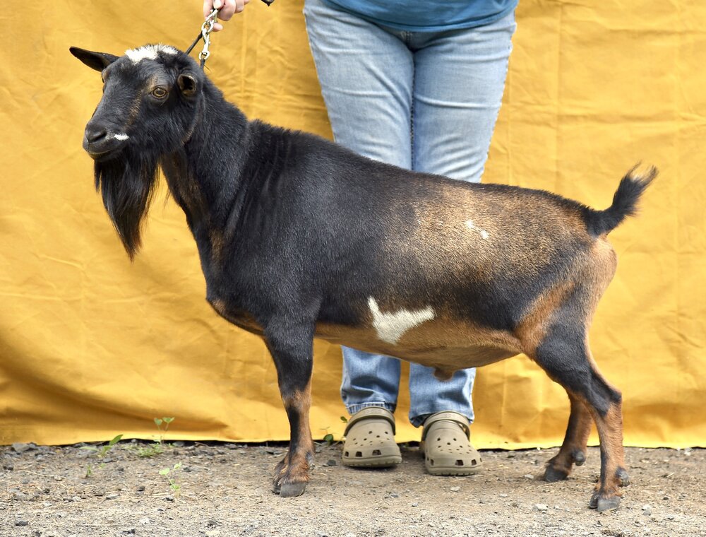 Old Mountain Farm Meader Quinn *B