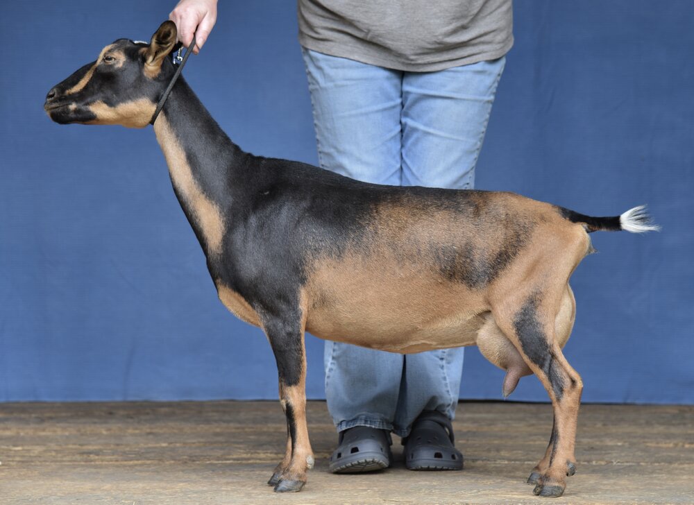 Old Mountain Farm Raimy Quinn 5*M AR 