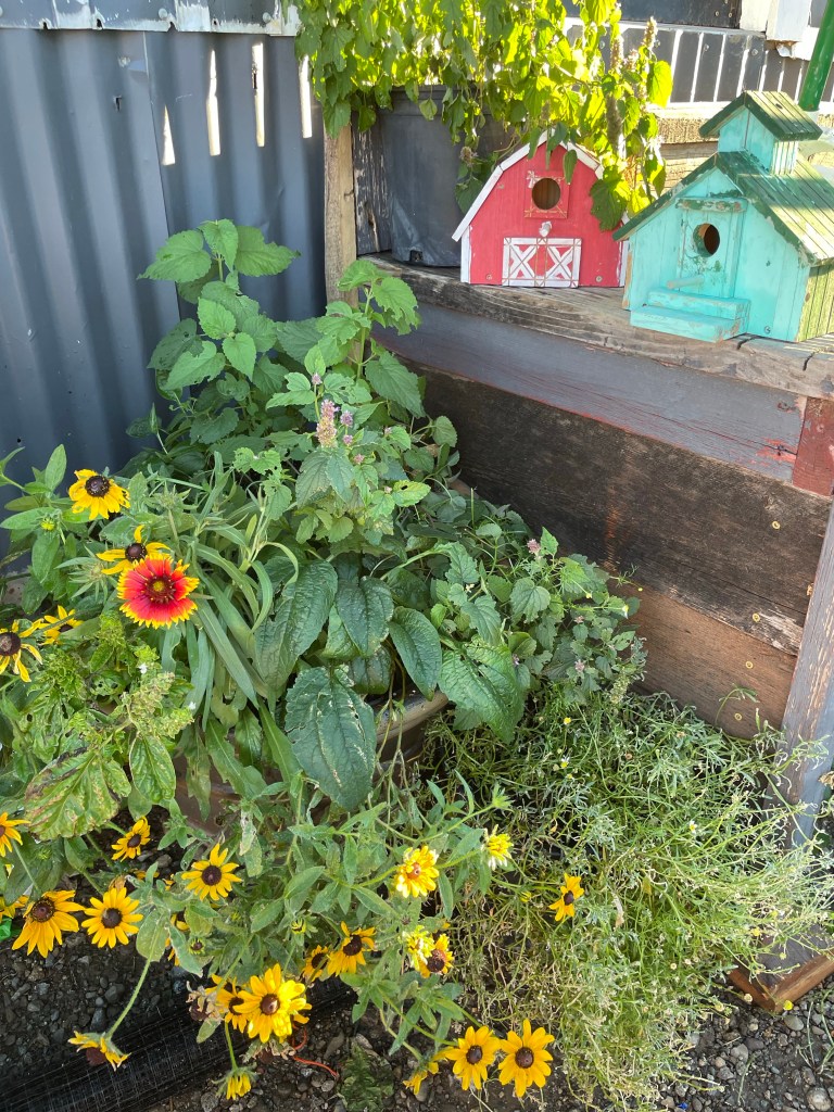 Flowers and bird houses at Aspen Leaf Dairy Goats farm