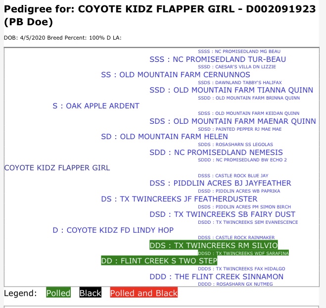 Coyote kidz flapper girl adgagenetics pedigree 